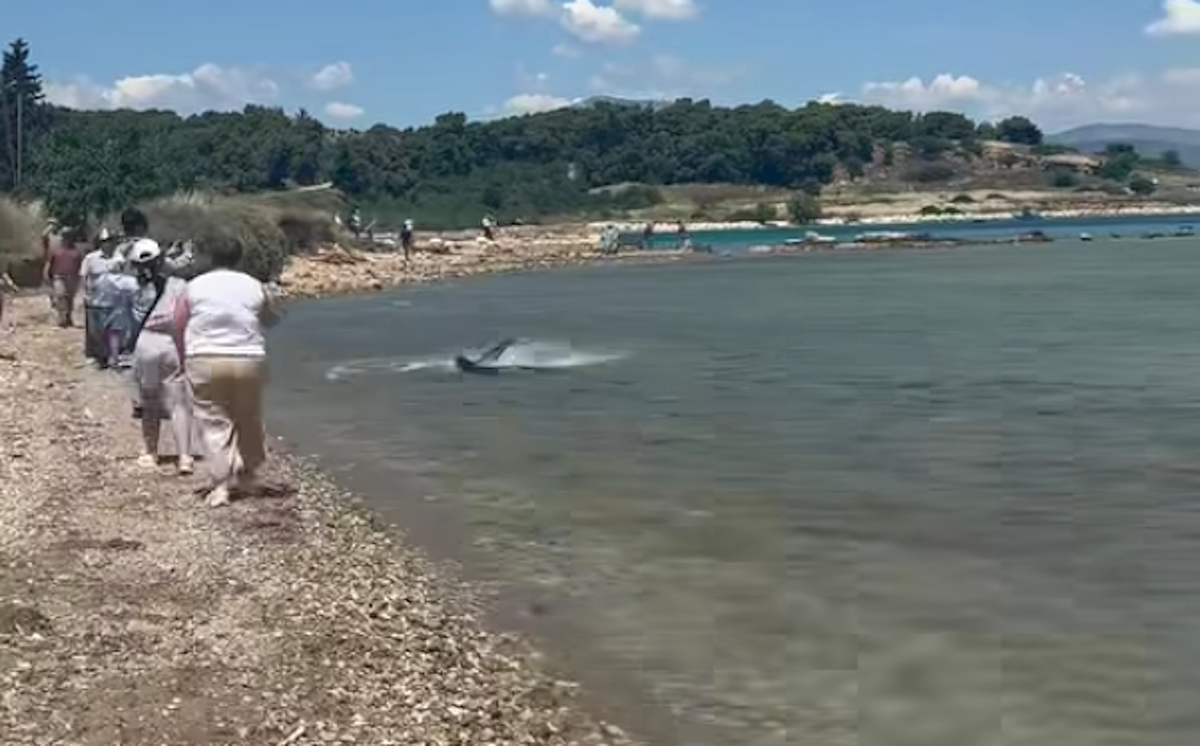 Καρχαρίας εμφανίζεται στα ρηχά παραλίας στην Κόρινθο μπροστά σε πλήθος