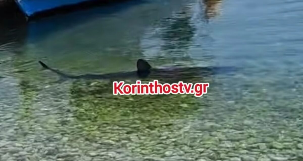 Κόρινθος: Καρχαρίας εμφανίστηκε στα Λουτρά Ωραίας Ελένης