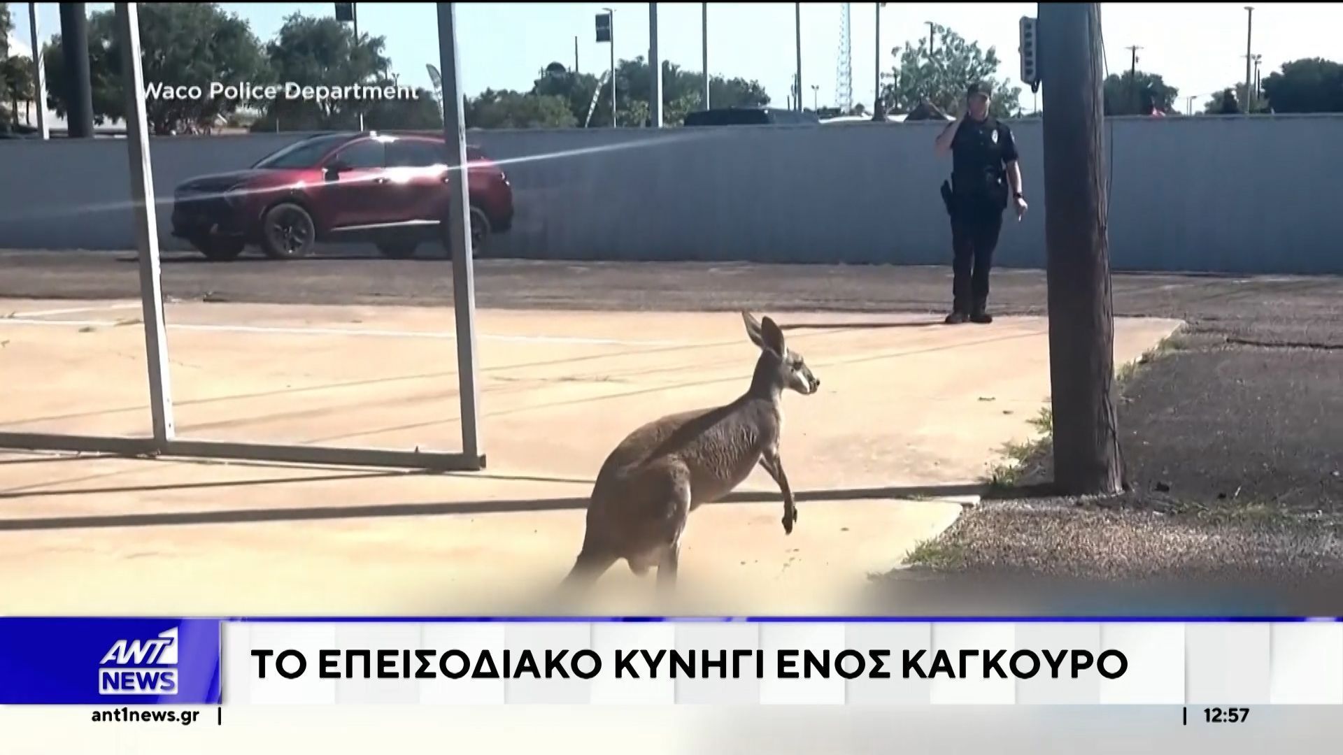 Κωνσταντινούπολη: Ταύρος σκόρπισε πανικό σε κουρείο
