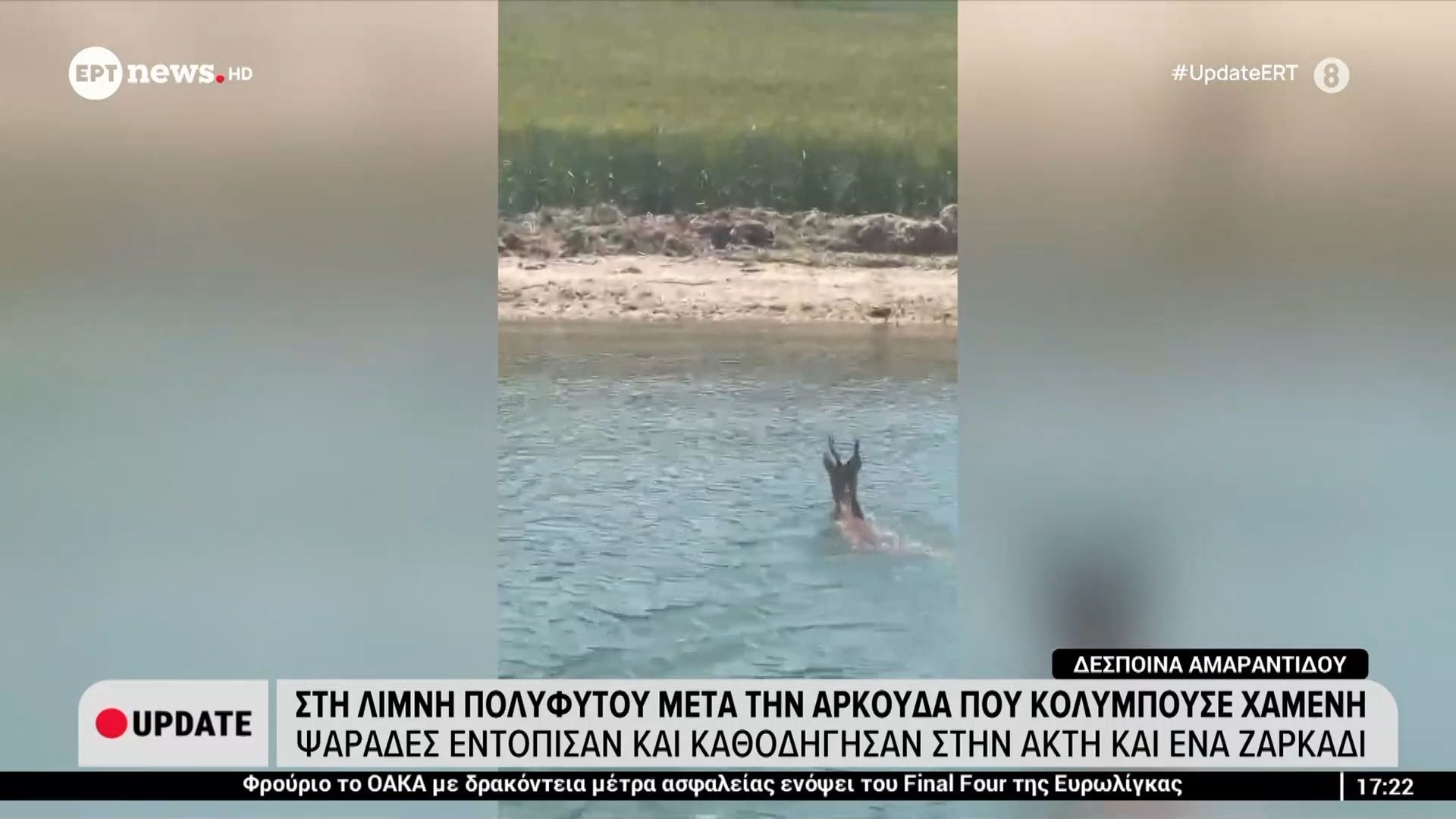 Κοζάνη: Ζαρκάδι διέσχισε κολυμπώντας τη λίμνη Πολυφύτου