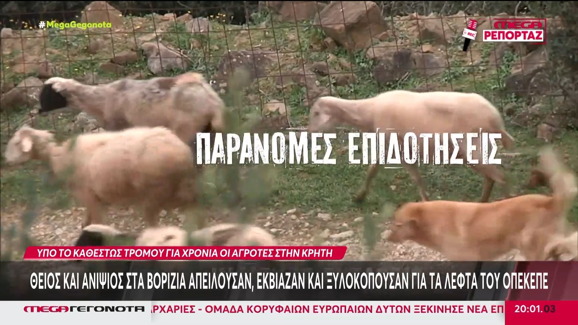 Κρήτη: Ξυλοκοπούσαν αγρότες στα Βορίζια για να παίρνουν επιδοτήσεις από τον ΟΠΕΚΕΠΕ