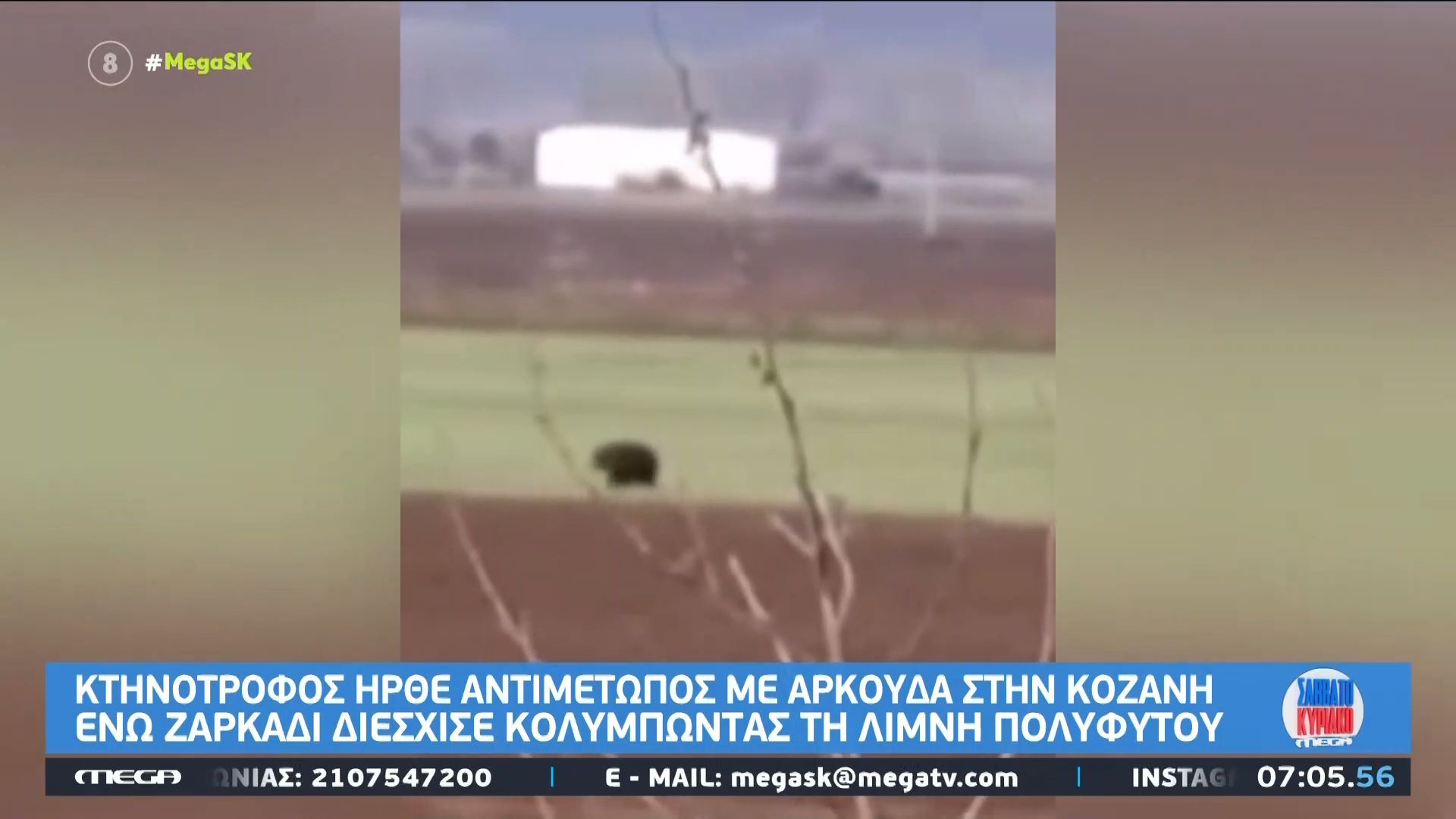 Κτηνοτρόφος ήρθε αντιμέτωπος με αρκούδα στην Κοζάνη, ενώ αρκάδι διέσχισε κολυμπώντας τη λίμνη Πολύφυτου