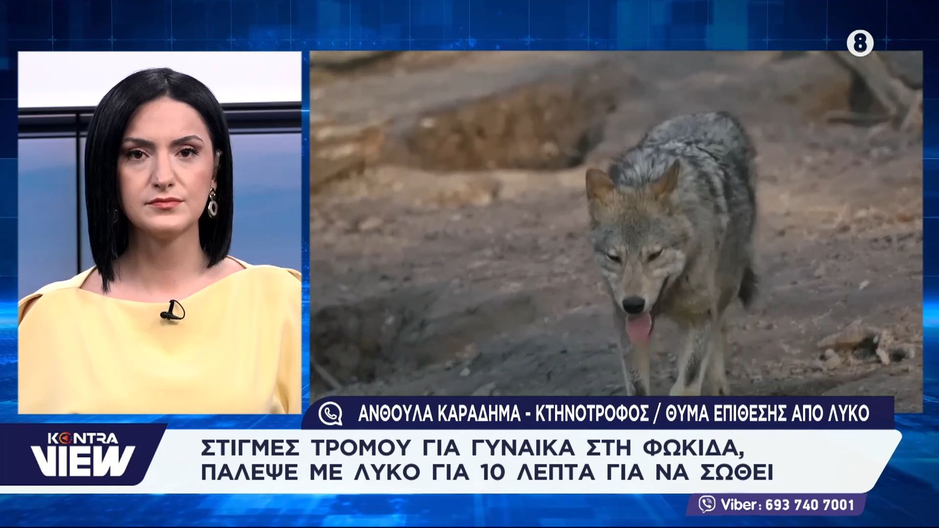Λύκος επιτέθηκε σε γυναίκα στη Δωρίδα – Ακούστε πως περιγράφει τη δεκάλεπτη περιπέτειά της