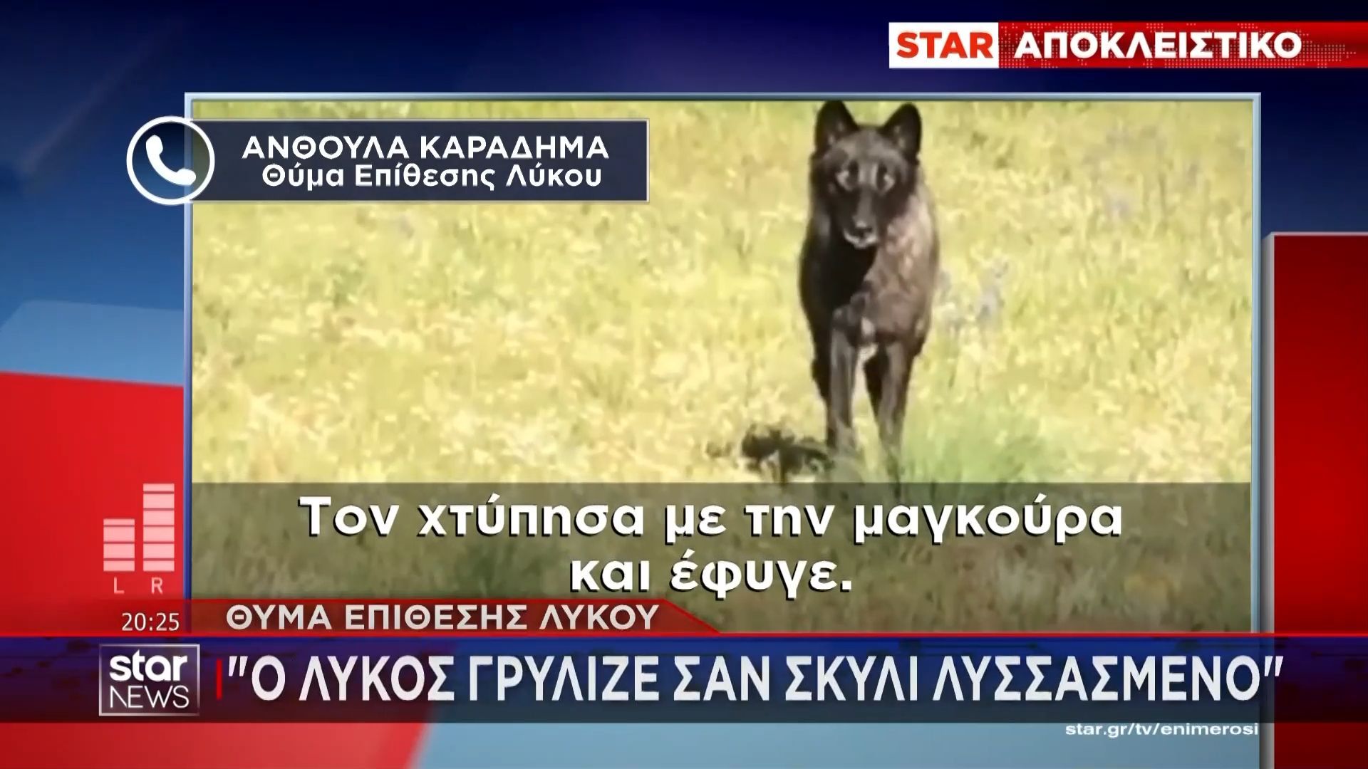 Λύκος επιτέθηκε σε γυναίκα στη Δωρίδα: «Έτρεχαν σάλια από το στόμα του λες και ήταν μανιασμένος»
