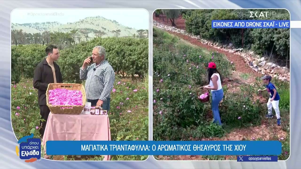 Μαγιάτικα τριαντάφυλλα: Ο αρωματικός θησαυρός της Χίου
