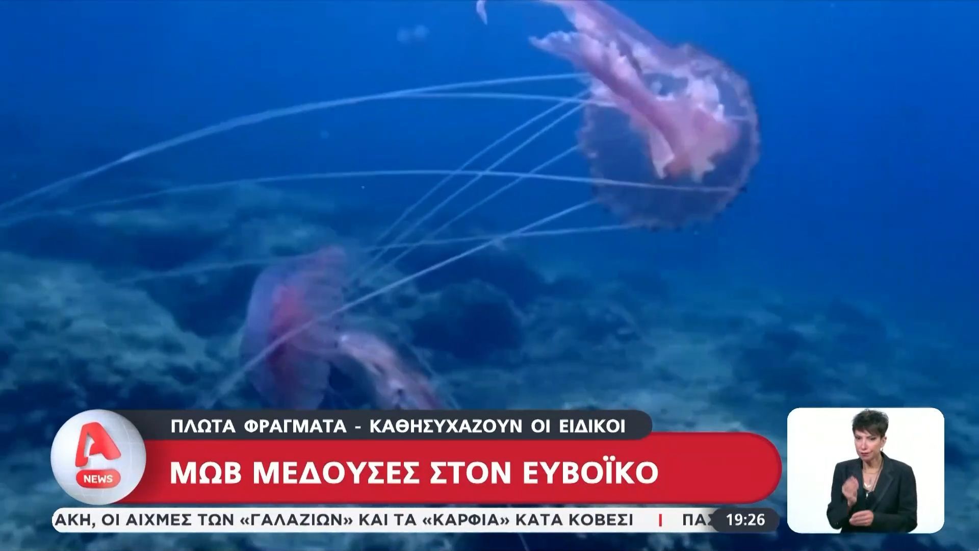 Μωβ μέδουσες στον Ευβοϊκό – Καθησυχάζουν οι ειδικοί