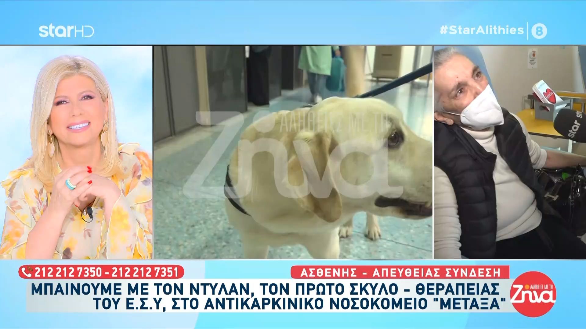 Μπαίνουμε με τον Ντύλαν, τον πρώτο σκύλο – θεραπείας του ΕΣΥ, στο αντικαρκινικό νοσοκομείο «Μεταξά»