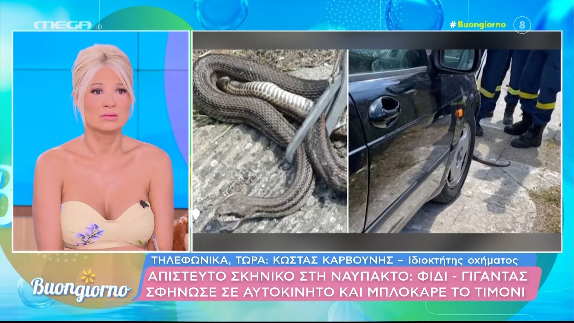 Ναύπακτος: Φίδι σφήνωσε σε αυτοκίνητο και μπλόκαρε το τιμόνι