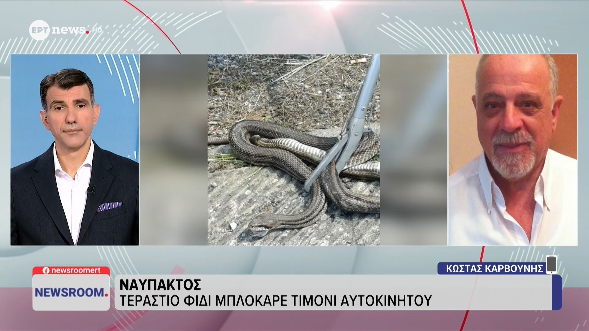 Ναύπακτος: Τεράστιο φίδι μπλόκαρε τιμόνι αυτοκινήτου