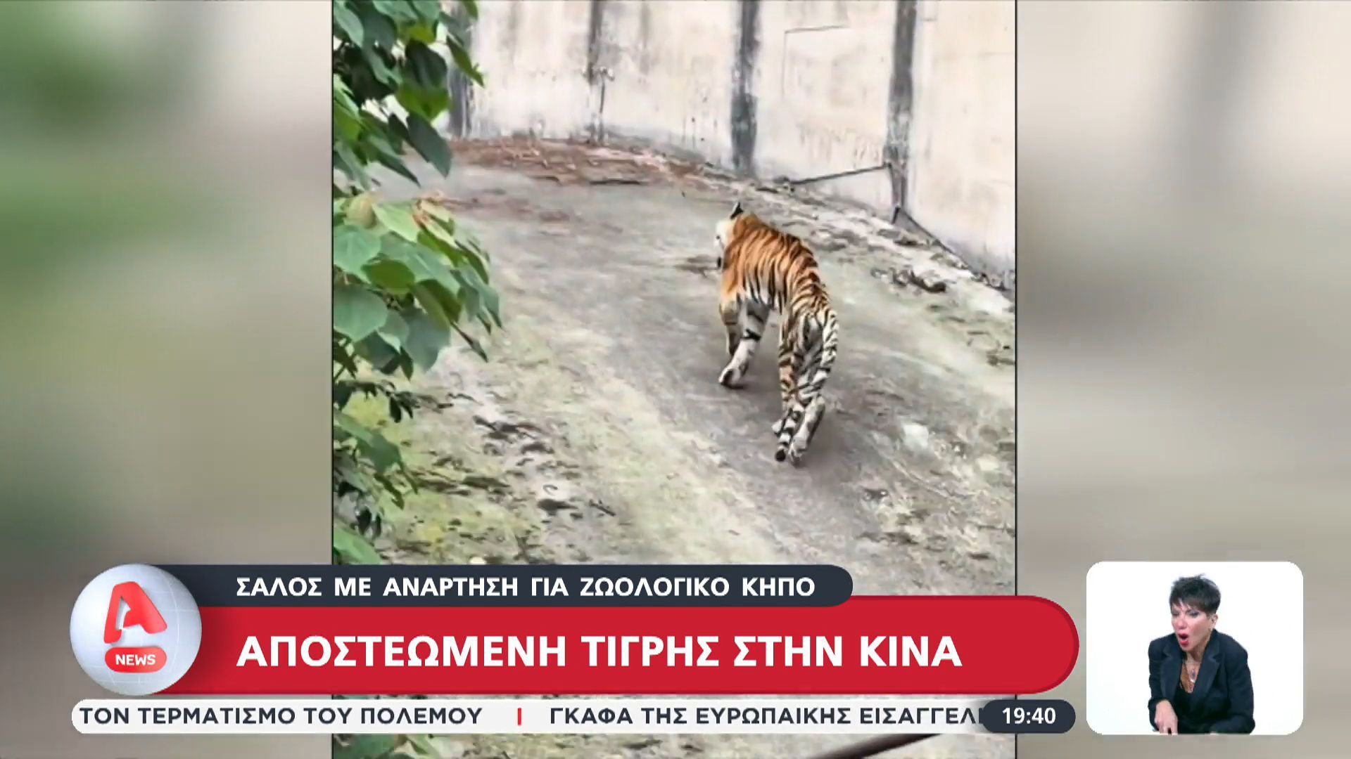 Σάλος με ανάρτηση ζωολογικού κήπου: Αποστεωμένη τίγρης στην Κίνα