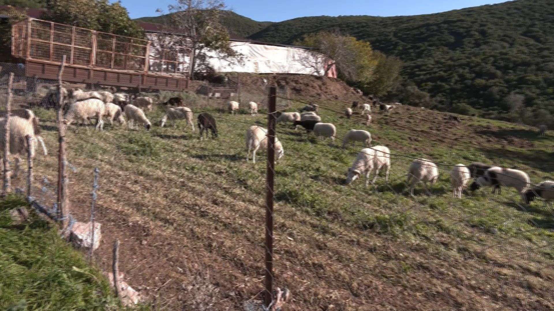 Σε απόγνωση οι κτηνοτρόφοι της Φθιώτιδας