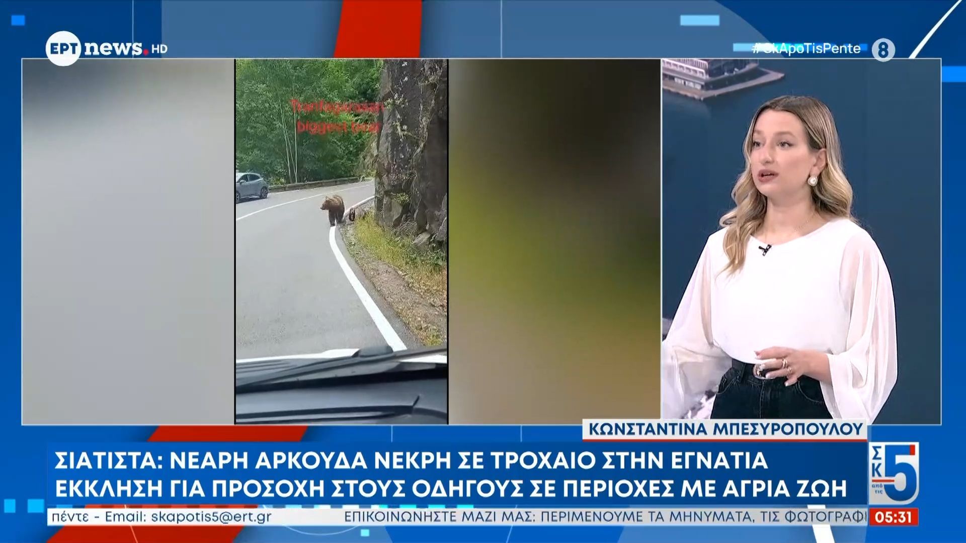 Σιάτιστα: Νεαρή αρκούδα νεκρή σε τροχαίο στην Εγνατία