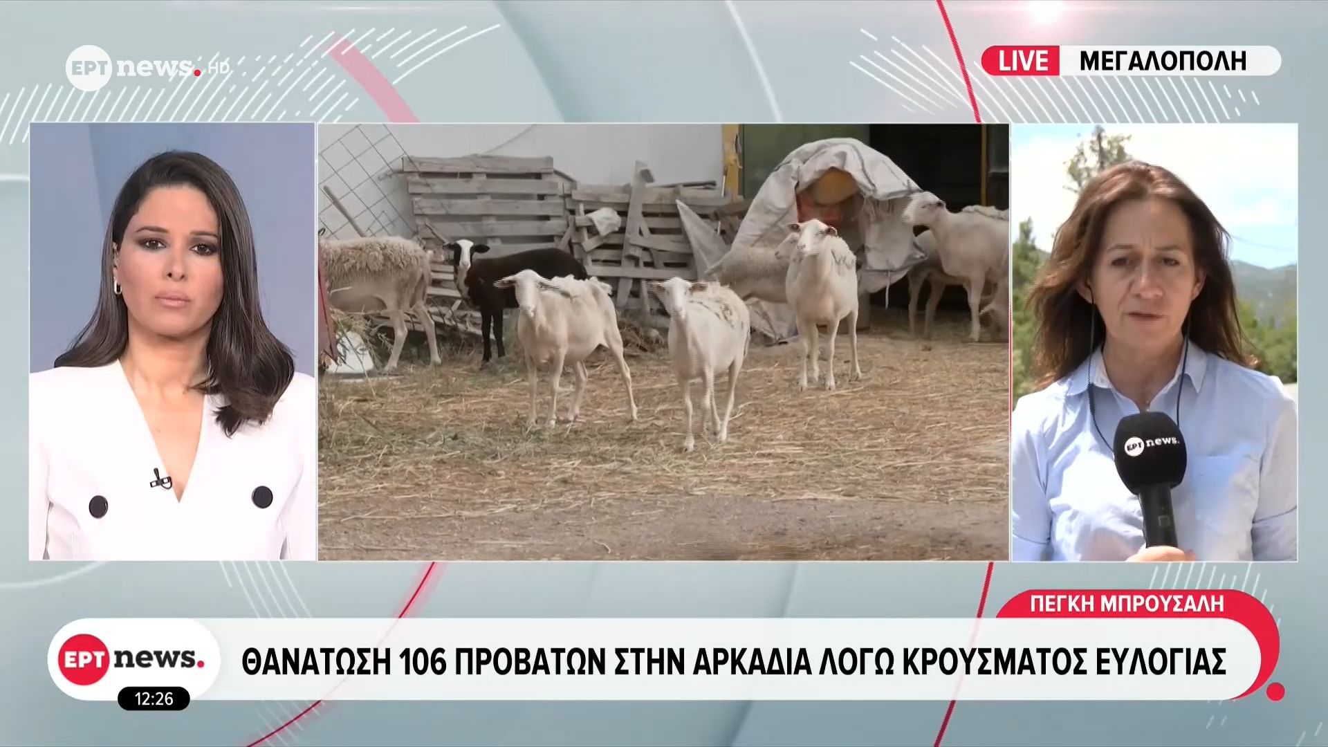 Θανάτωση 106 προβάτων στην Αρκαδία λόγω κρούσματος ευλογιάς