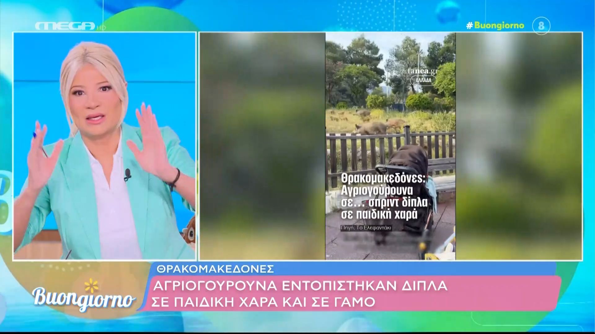 Το σχόλιο της Φ. Σκορδά για τα αγριογούρουνα: «Ευτυχώς δεν έγινε στο Βόλο και έγινε στους Θρακομακεδόνες»