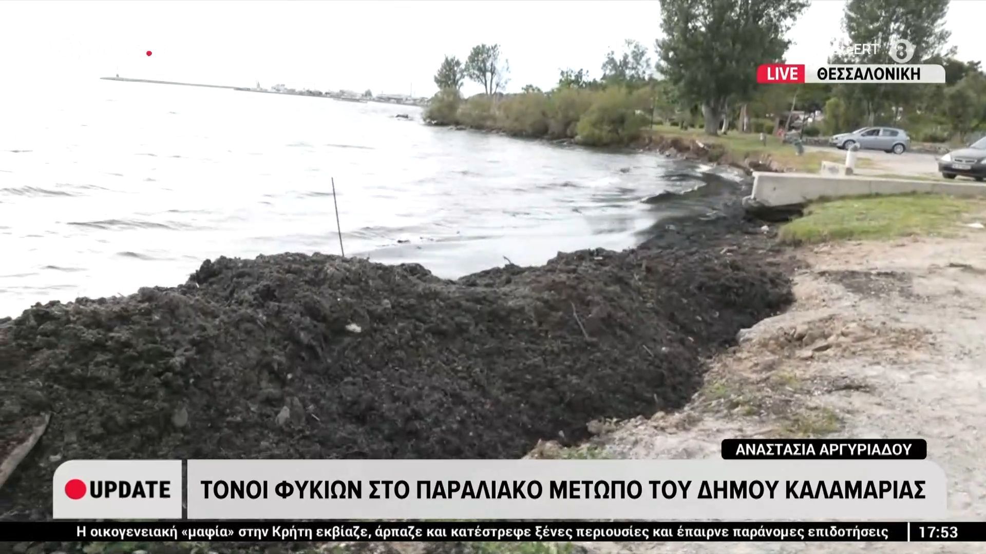 Τόνοι φυκιών στο παραλιακό μέτωπο του δήμου Καλαμαριάς