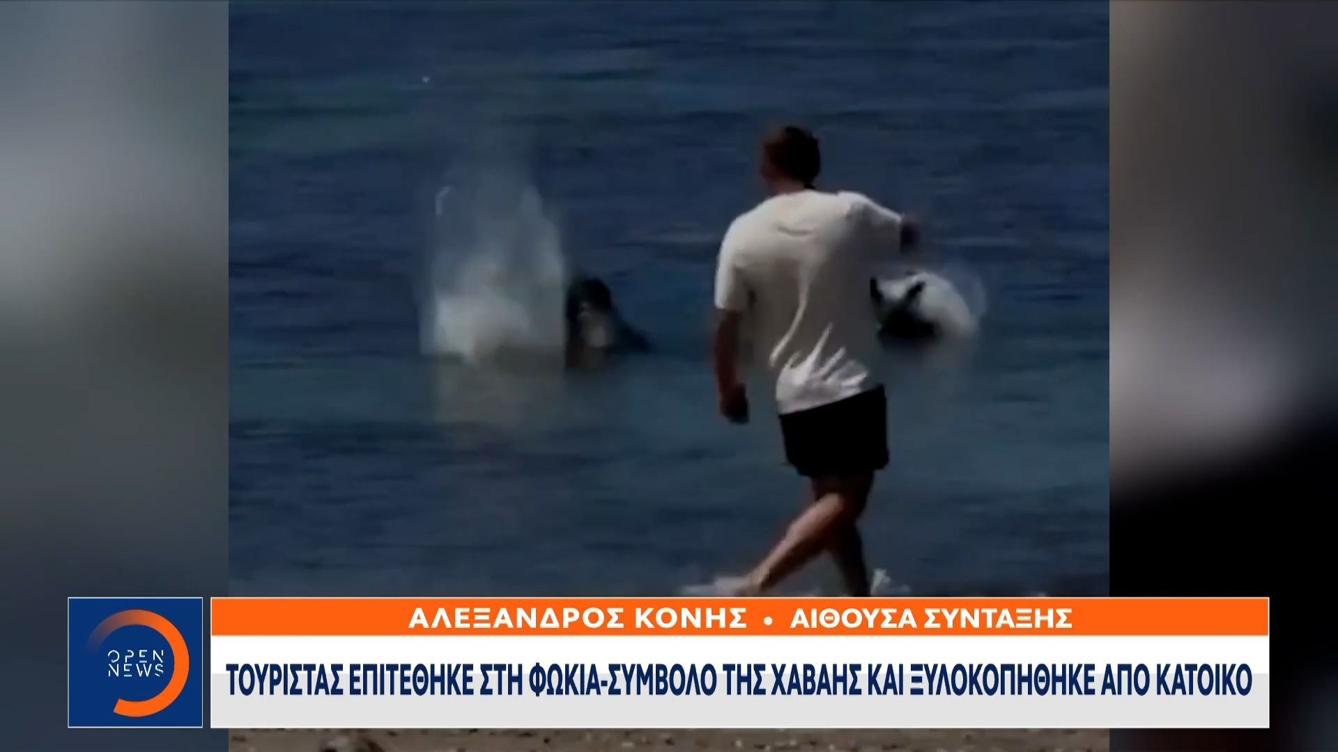 Τουρίστας επιτέθηκε στη φώκια-σύμβολο της Χαβάης και ξυλοκοπήθηκε από κάτοικο