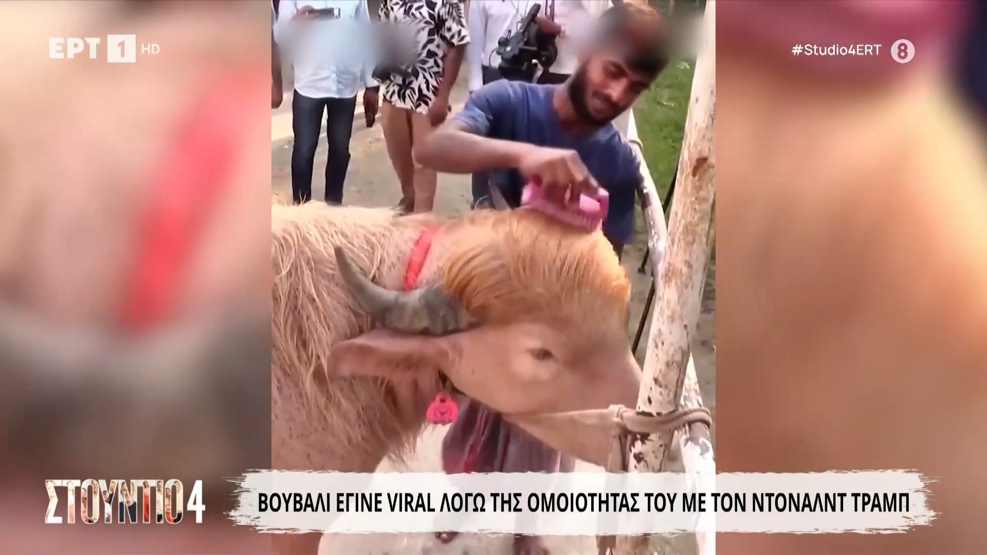 Βουβάλι έγινε viral λόγω της ομοιότητάς του με τον Ντόναλντ Τραμπ
