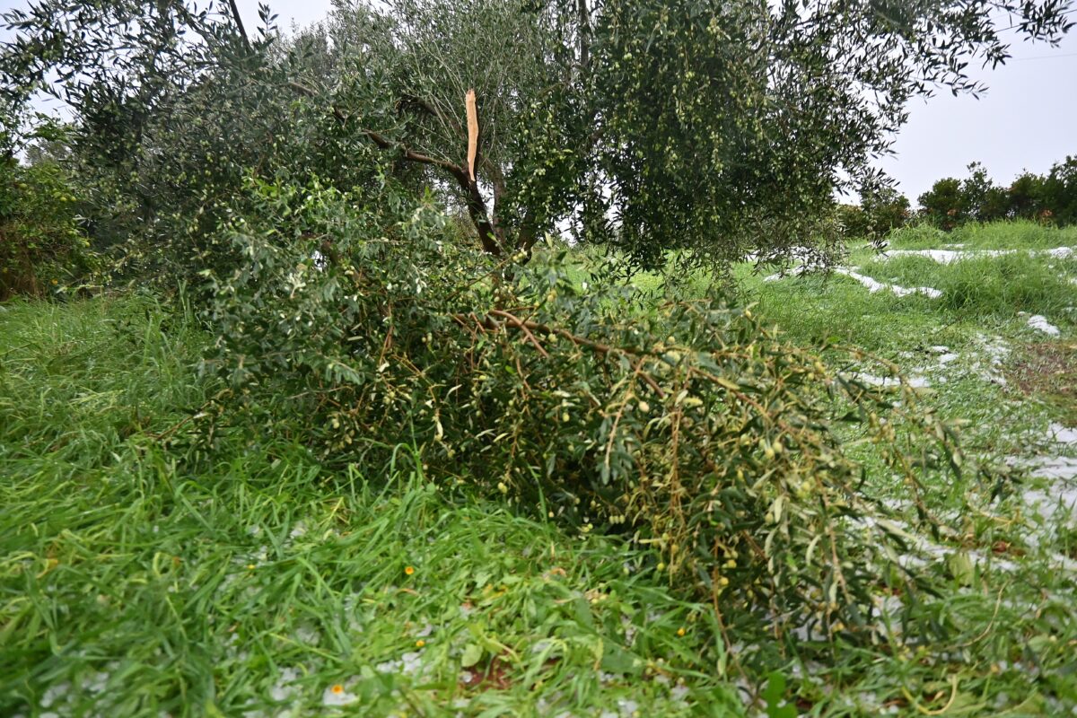 Ηράκλειο: Σοβαρές ζημιές σε αμπελώνες από ισχυρές χαλαζοπτώσεις – Καταστράφηκαν μέσα σε μία ώρα οι καλλιέργειες