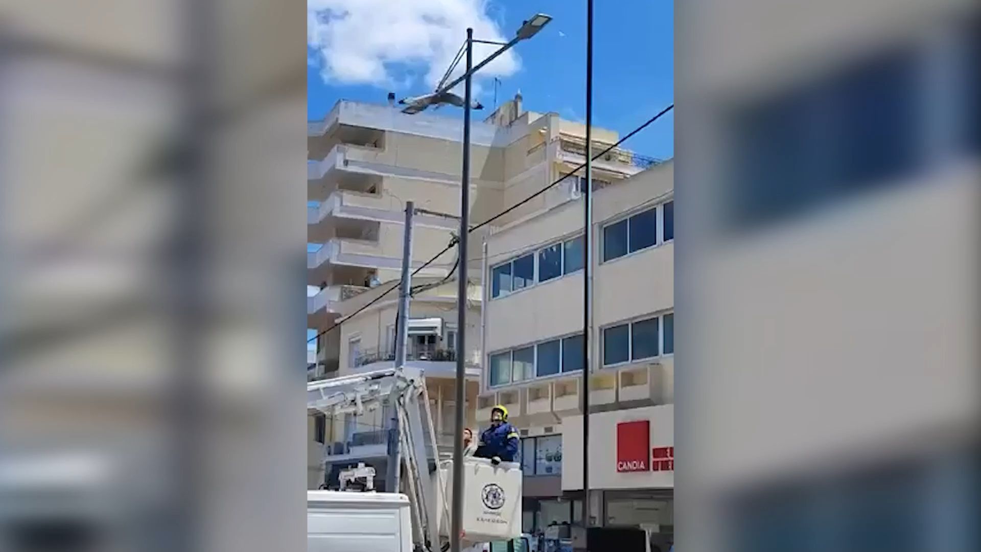 Υπάλληλοι του δήμου Χαλκιδέων διασώζουν εγκλωβισμένο γλαροπούλι