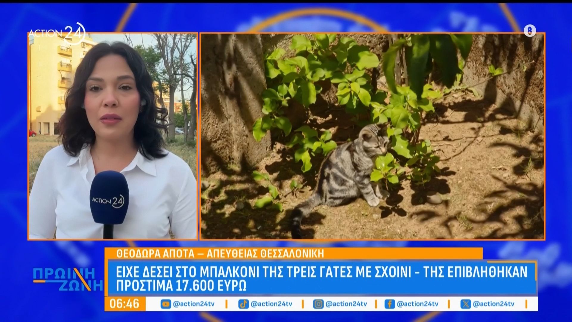 49χρονη γυναίκα είχε δέσει στο μπαλκόνι τρεις γάτες με σχοινί – Της επιβλήθηκαν πρόστιμα 17.000 ευρώ