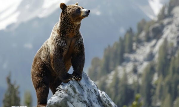 Καφέ αρκούδα πέφτει πάνω σε γυναίκα – Vid