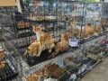 Βιετνάμ: Αστυνομική επιχείρηση έσωσε εκατοντάδες γάτες που προορίζονταν για σφαγή