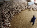 Αυστραλία: Επιβεβαιώθηκε το πρώτο κρούσμα γρίπης των πτηνών H5N1 – «Είναι ανησυχητικό», δήλωσε ο Αλμπανέζι
