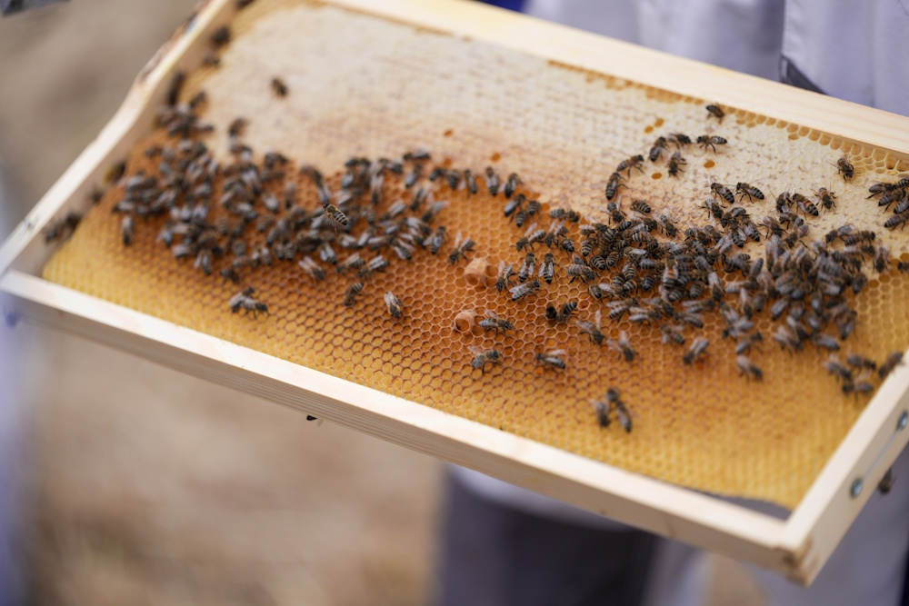 Bee the Change: Η ομάδα AEGEAN τίμησε την Παγκόσμια Ημέρα Περιβάλλοντος, αναλαμβάνοντας πρωτοβουλία για τη διάσωση των μελισσών