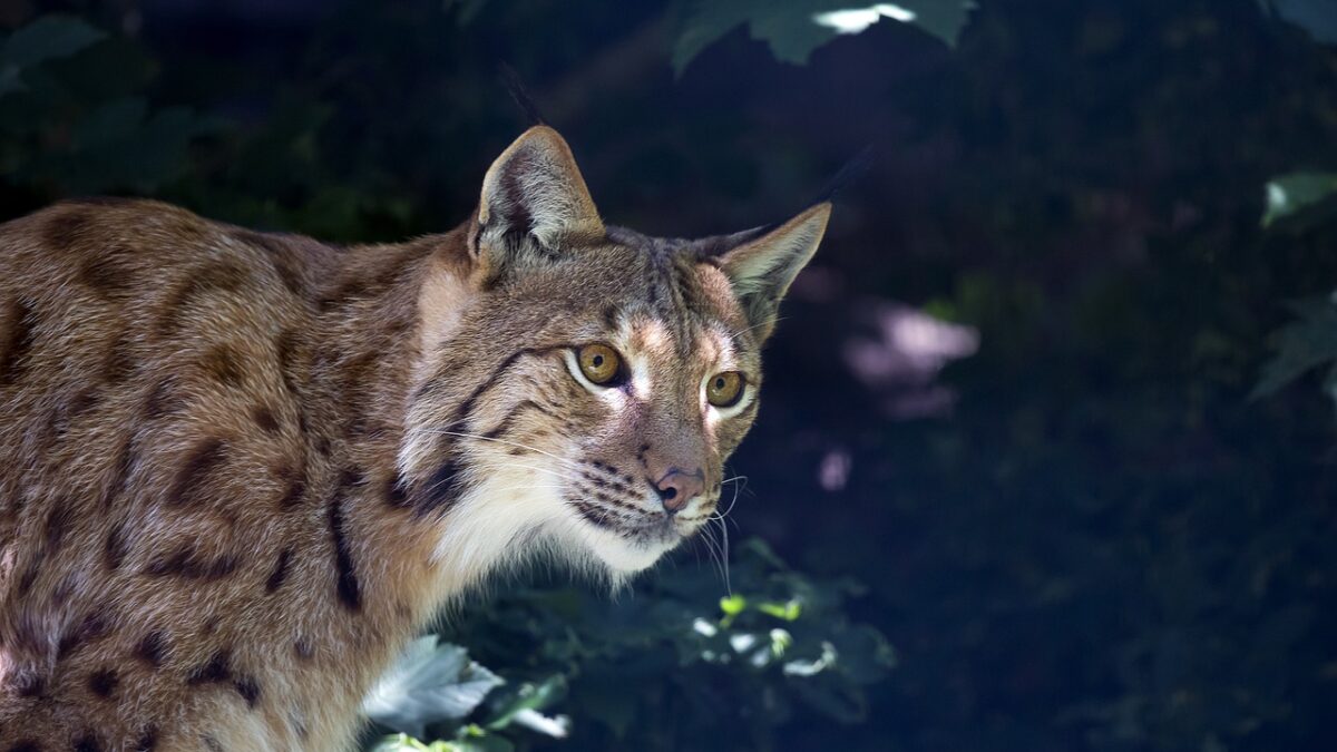Catnip: Το αγαπούν ακόμη και οι άγριες γάτες της ερήμου (ΒΙΝΤΕΟ) 1 Catnip: Το αγαπούν ακόμη και οι άγριες γάτες της ερήμου (ΒΙΝΤΕΟ)