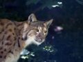 Catnip: Το αγαπούν ακόμη και οι άγριες γάτες της ερήμου (ΒΙΝΤΕΟ)