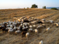 Επαναστατική αλλαγή στην ελληνική κτηνοτροφία: Ψηφιακοί βώλοι για σήμανση και παρακολούθηση αιγοπροβάτων
