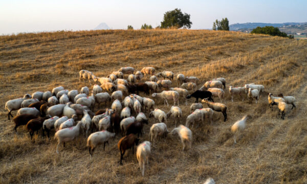 Επαναστατική αλλαγή στην ελληνική κτηνοτροφία: Ψηφιακοί βώλοι για σήμανση και παρακολούθηση αιγοπροβάτων