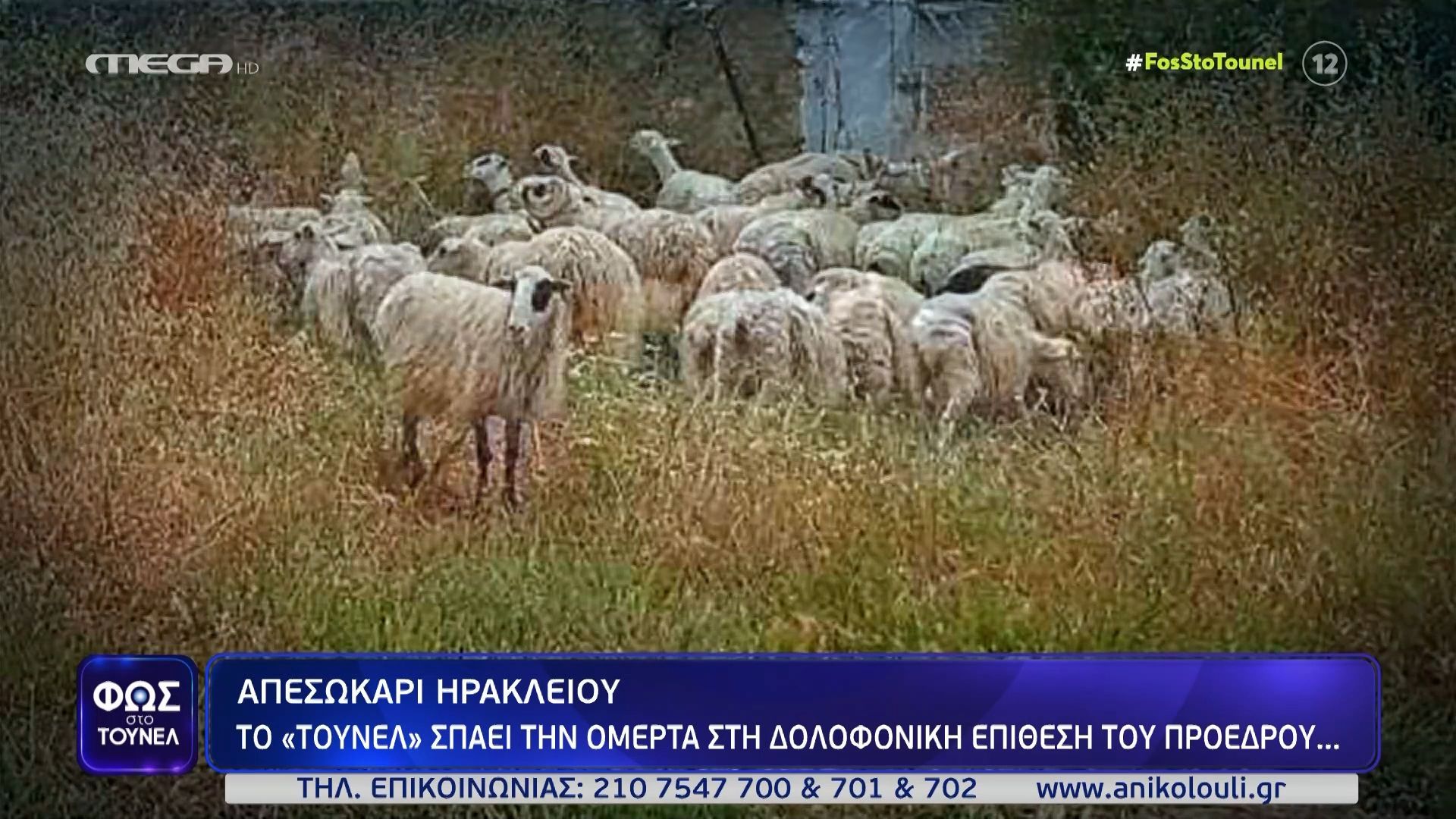 Απεσωκάρι Ηρακλείου – Φωτογραφίες με τα ζώα να βόσκουν σε χωράφια άλλων ιδιοκτητών
