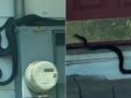 Βίντεο: Μεσίτης πήγε να δείξει σπίτι και… δεκάδες φίδια είχαν κάνει κατάληψη – «Δεν υπάρχει περίπτωση να μπω μέσα»