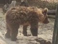 Δυτική Μακεδονία: 3.000 ευρώ για πληροφορίες για τον θάνατο των τριών αρκούδων