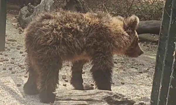 Δυτική Μακεδονία: 3.000 ευρώ για πληροφορίες για τον θάνατο των τριών αρκούδων