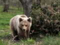 Νεκρό αρκουδάκι δύο ετών και μισού βρέθηκε στην Κοζάνη με τραύμα από πυροβολισμό