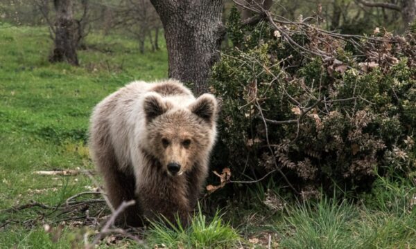 Νεκρό αρκουδάκι δύο ετών και μισού βρέθηκε στην Κοζάνη με τραύμα από πυροβολισμό