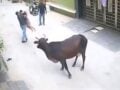 Βίντεο: Η στιγμή που αγελάδα επιτίθεται σε αγόρι στη μέση του δρόμου – Περαστικός το έσωσε την τελευταία στιγμή