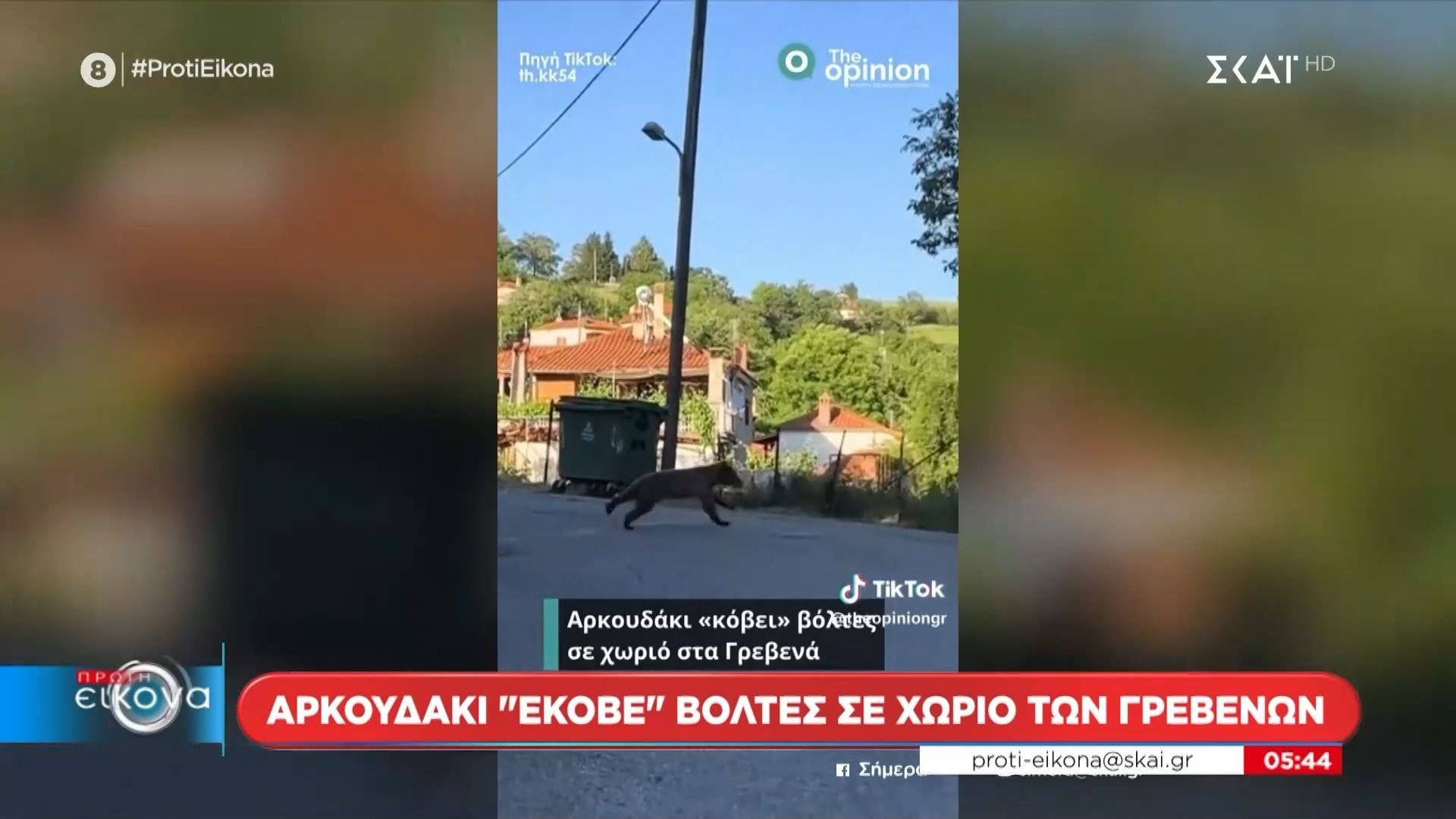 Αρκουδάκι “έκοβε” βόλτες σε χωριό των Γρεβενών