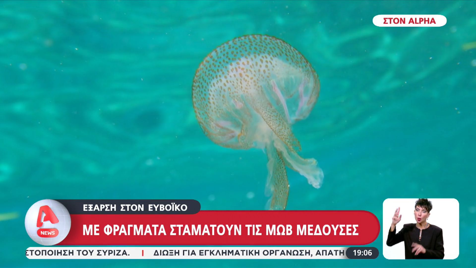 Έξαρση στον Ευβοϊκό: Με φράγματα σταματούν τις μωβ μέδουσες