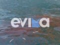 Εύβοια: Η θάλασσα άλλαξε χρώμα από τις μέδουσες