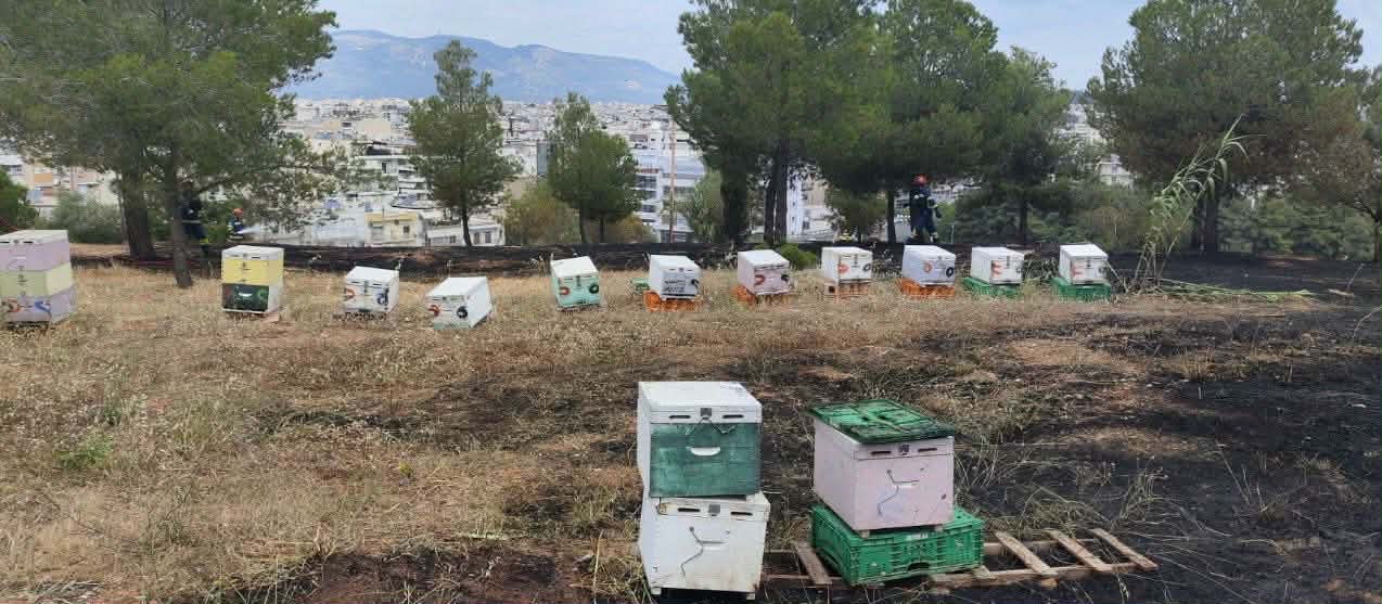 Φιλοθέη: Βίντεο-ντοκουμέντο καταγράφει μελισσοκόμο να φεύγει όταν ξέσπασε η φωτιά – Αναγνωρίστηκε και αναζητείται