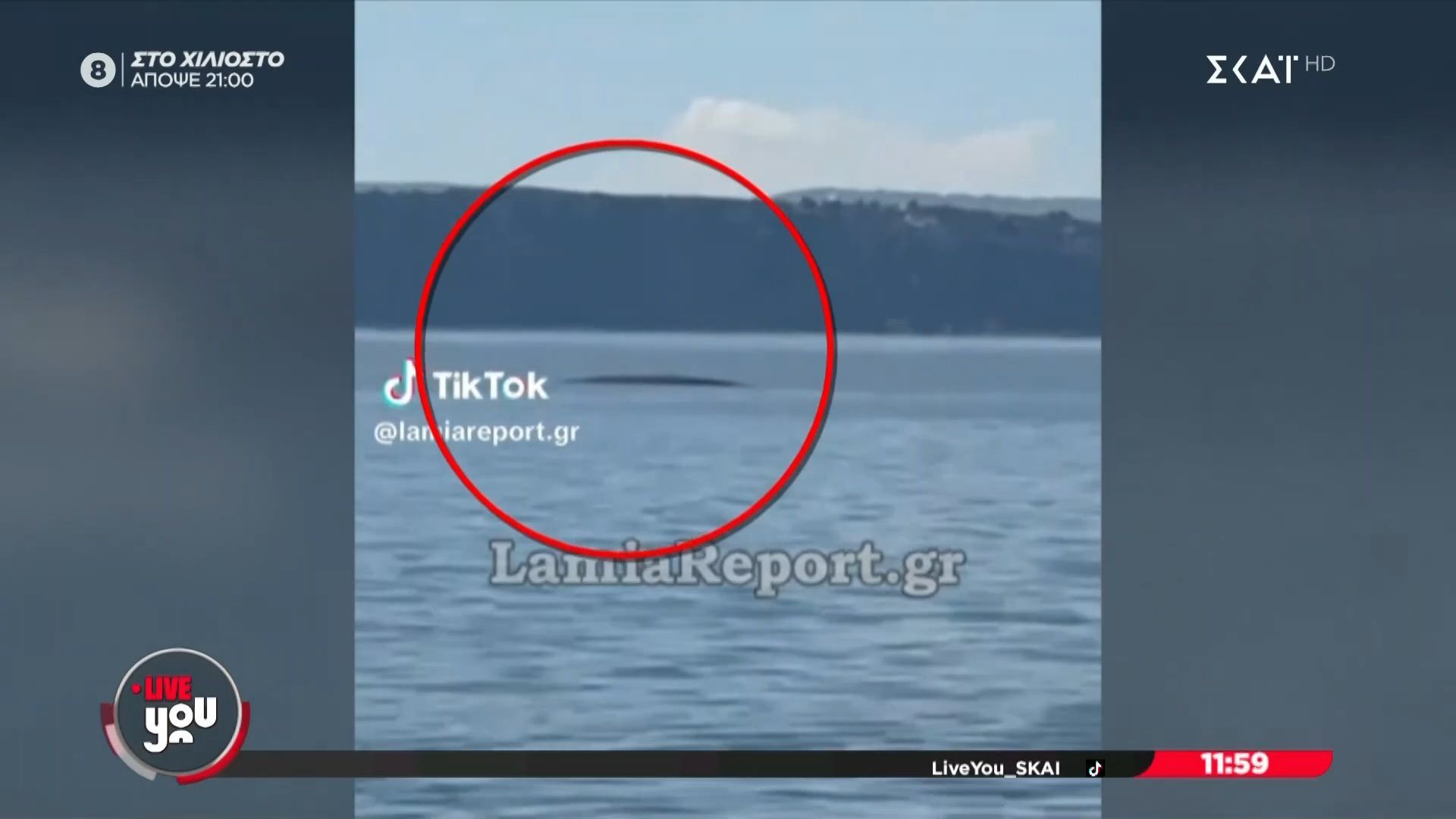 Φάλαινα 9 μέτρων στα νερά του Ευβοϊκού