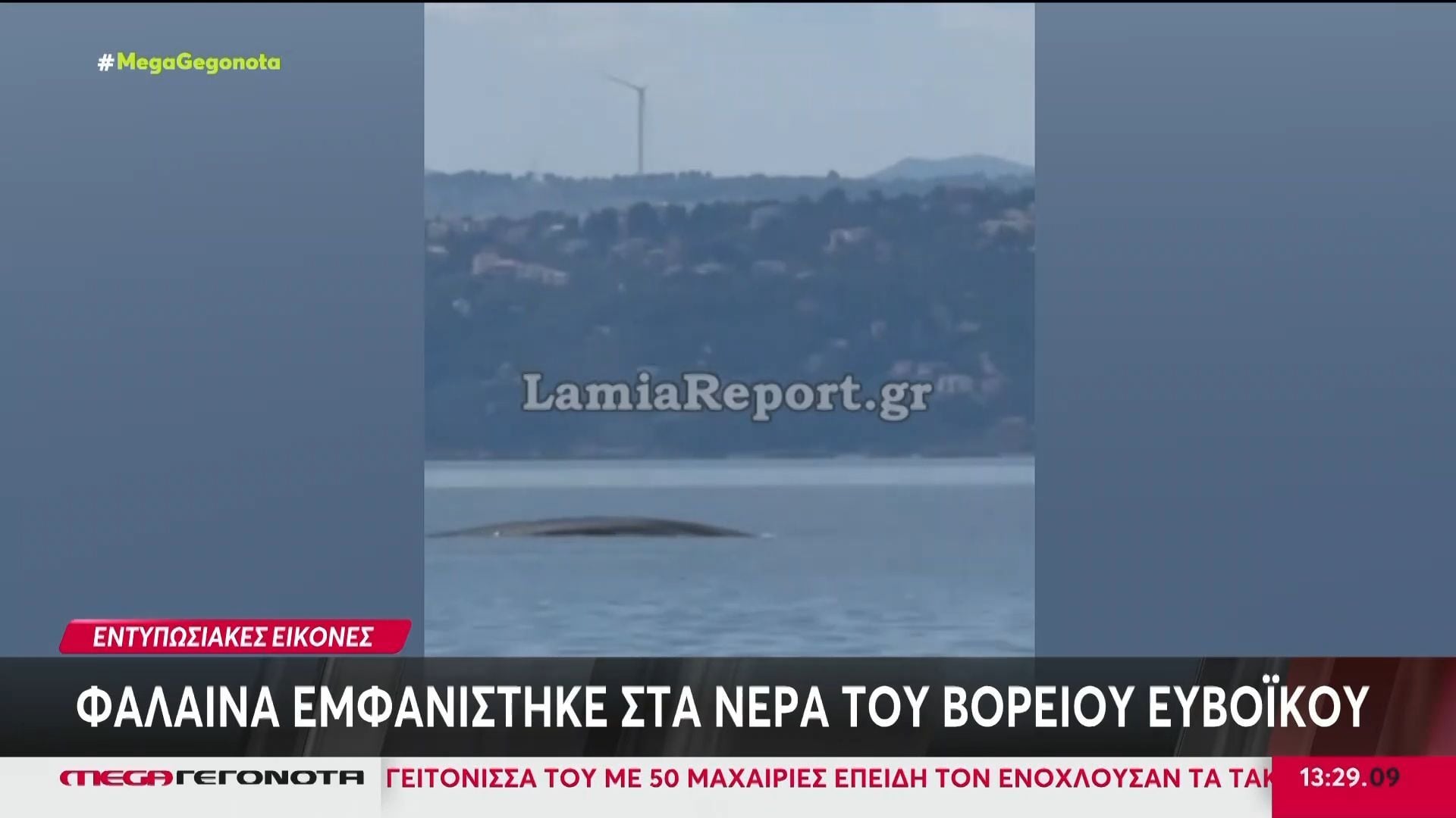 Φάλαινα εμφανίστηκε στα νερά του βόρειου Ευβοϊκού
