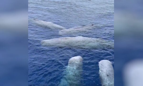 Πέντε φάλαινες φυσητήρες στα ανοιχτά της Λευκάδας προς Παξούς, δείτε βίντεο