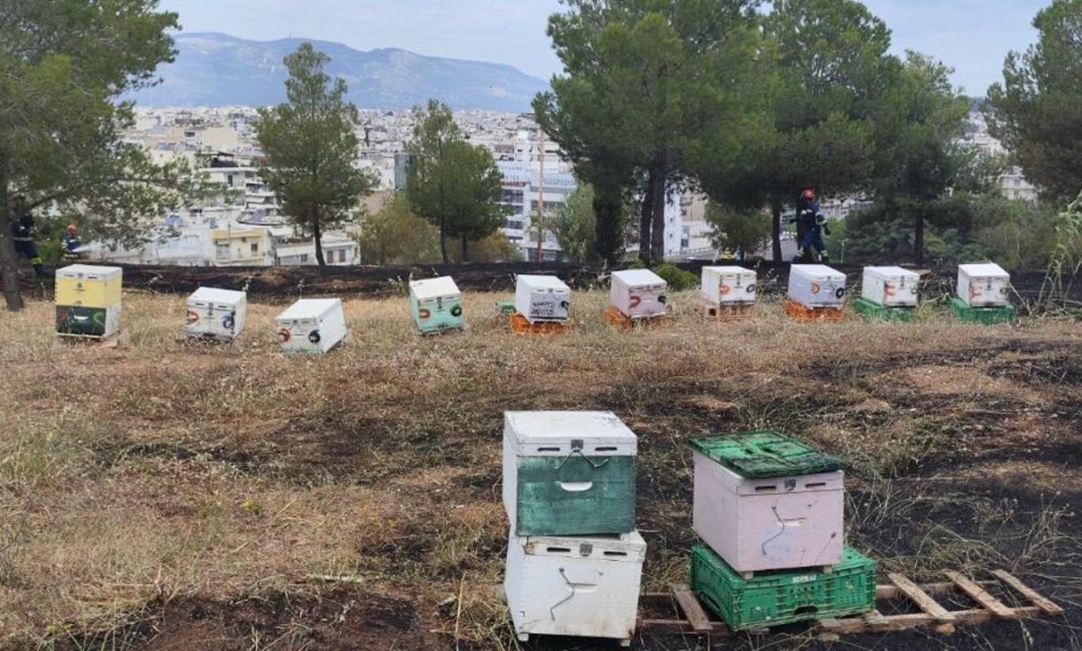Συνελήφθη 45χρονος μελισσοκόμος για την πυρκαγιά στο Άλσος Βεΐκου