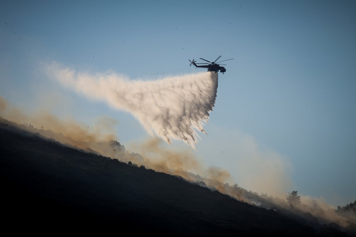 Βοιωτία: Δεκάδες νεκρά ζώα και σοβαρές καταστροφές σε κτηνοτροφική μονάδα και αγροτικές εκτάσεις από φωτιά