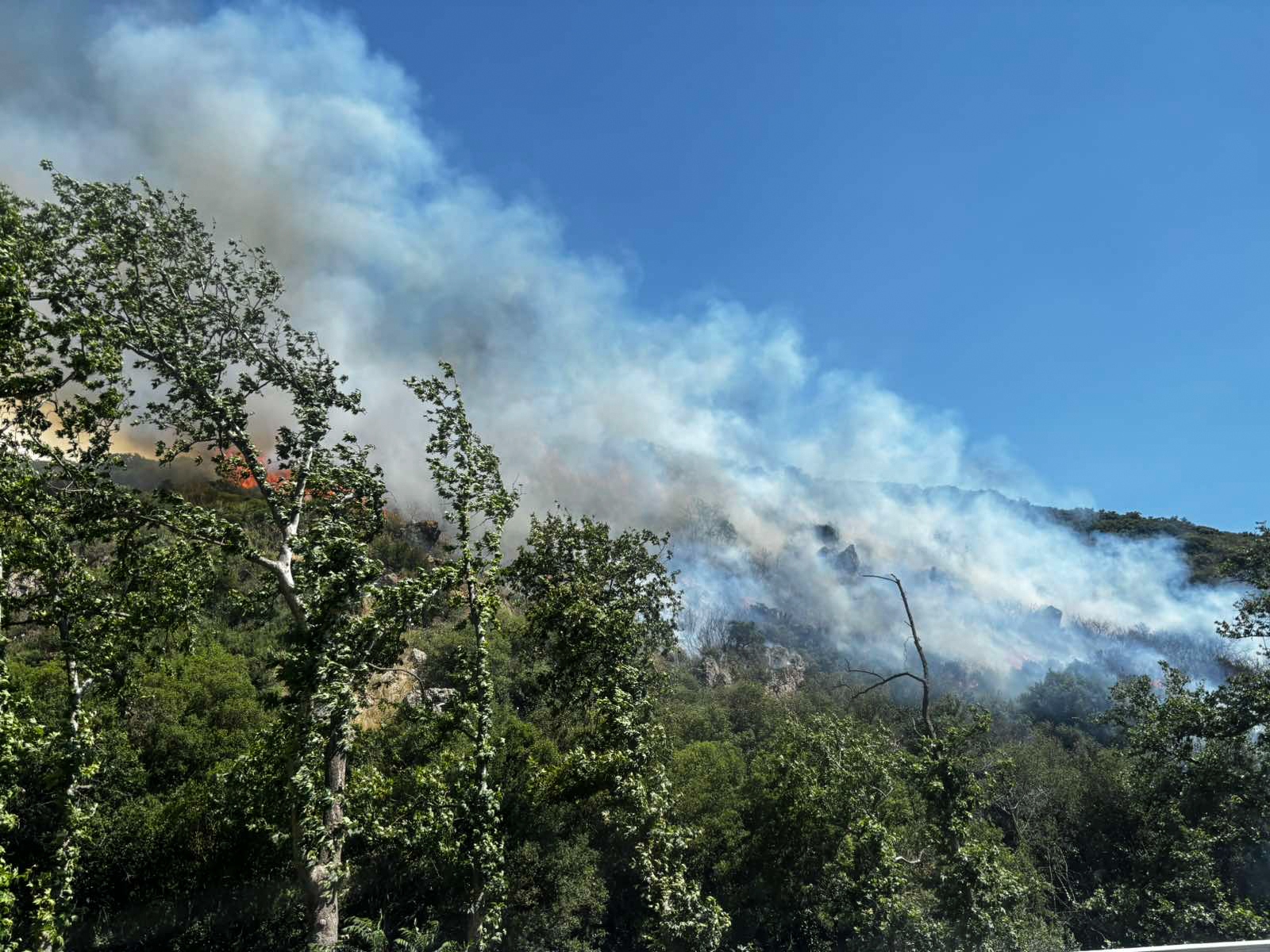 Πυρκαγιά στα Πεύκα Θεσσαλονίκης: Μαίνεται σε δασική ζώνη – Ενεργοποιήθηκε το 112 6 ΠΥΡΚΑΓΙΑ ΣΕ ΧΑΜΗΛΗ ΒΛΑΣΤΗΣΗ ΣΤΟ ΦΙΛΥΡΟ ΘΕΣΣΑΛΟΝΙΚΗΣ (ΣΥΝΕΡΓΑΤΗΣ/EUROKINISSI)