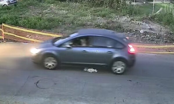 Γαστούνη: Οδηγός αυτοκινήτου σταματά μπροστά από σκυλί, το κοιτάει και το πατάει